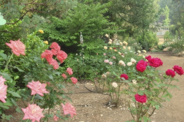Rose_Garden-5